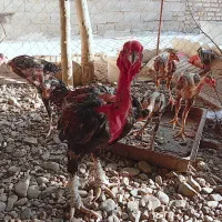 لاری ماداگاسکار