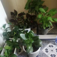 گل اپارتمانی|گل و گیاه طبیعی|یاسوج, |دیوار