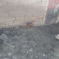 فروش سه راس خروس محلی خوب و عالی|حیوانات مزرعه|شیراز, حومه شیراز|دیوار