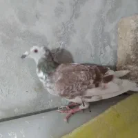 کبوتر آلمان|پرنده|نیشابور, بنیاد شهید|دیوار