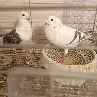 کبوتر شامی المانی