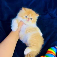 گربه از دل انیمیشن