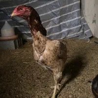 مرغ لاری|حیوانات مزرعه|مرزن‌آباد, |دیوار