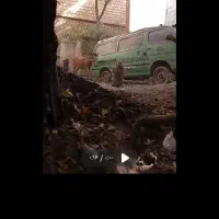 اسب شیهه یکسالش هست و کلی میفهمه