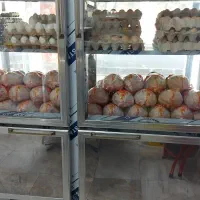 واگزاری مرغ فروشی با تجهیزات و یخچال مرغ|فروشگاه و مغازه|شاهینشهر, سعدی جنوبی|دیوار