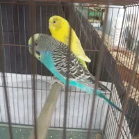 مرغ عشق و فنج