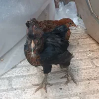 یک جفت جوجه