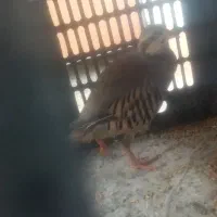 کبوتر|پرنده|نجفآباد, فاز ۴ شهرک آزادگان|دیوار