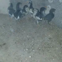 جوجه گلین ریشی.بندردیر