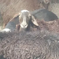 فروش گوسفند نژاد عالی|حیوانات مزرعه|نرماشیر, |دیوار