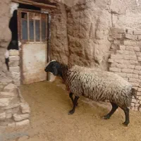 قوچ|حیوانات مزرعه|تهران, فرودگاه مهرآباد|دیوار