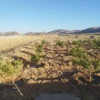 باغ|فروش دفتر صنعتی، کشاورزی، تجاری|بروجن, |دیوار