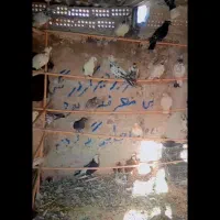کفتر پرشی|پرنده|کاشان, راوند|دیوار