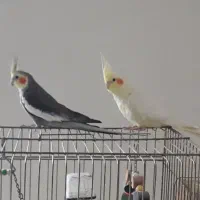 عروس هلندی|پرنده|چابکسر, |دیوار