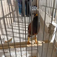 مرغ مینا نر 7 ماهه پستی