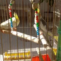 عروس هلندی جفت همراه تخم|پرنده|مهاباد (آذربایجان غربی), |دیوار