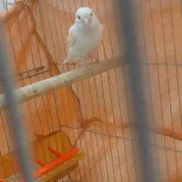 قناری ماده