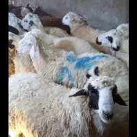 گوسفند قربانی زنده نرینه پرواری