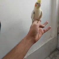 پرنده عروس هلندی|پرنده|گلمکان, |دیوار