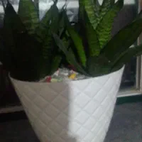 گل‌طبیعی‌،خانگی