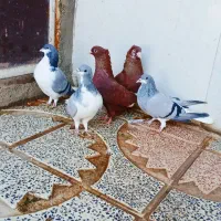 ۵ عدد کبوتر رنگی ۵تا ۳۸۰۰