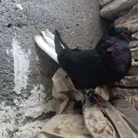 کفتر یا کبوتر نر ماده زاغ دم سفید|پرنده|رضویه, |دیوار