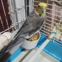 عروس هلندی نر بالغ آماده جفتگیری|پرنده|رشت, جماران|دیوار