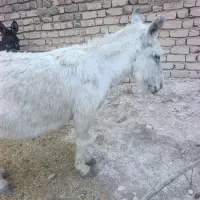فروش الاغ