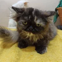 گربه پرشین عروسکی|گربه|کرج, گوهردشت|دیوار