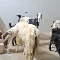 بز و بزغاله جوان