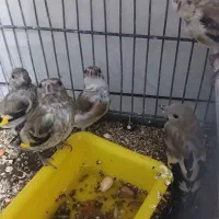 سهره نشون دار مهر قواره دار نر تضمینی