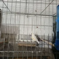 قناری ماده موزاویکی آماده|پرنده|مهاباد (آذربایجان غربی), |دیوار