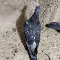 کفتر پولک سبز پلاکی نصل خوب جوانه دم وپرکوتاه|پرنده|قائن, |دیوار