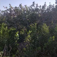 باغ در محدوده مهدیه خوسف|فروش خانه و ویلا|خوسف, |دیوار