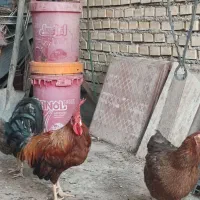 فروش ویژه ی یک عدد خروس و دو عددمرغ تخم گذار