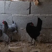 فروش مرغ بندر دیر|حیوانات مزرعه|بندر دیر, |دیوار