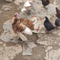 تخم بوقلمون نطفه دار