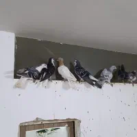 کفتر صید بوم بلند|پرنده|مشهد, ویلاشهر|دیوار