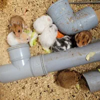 همستر طلایی