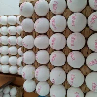 تخم مرغ باکیفیت،عمده و خرده