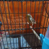 قناری سبز ماده آماده