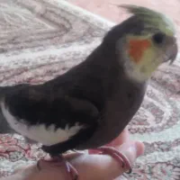 عروس هلندی گمشده|پرنده|ایوان, |دیوار