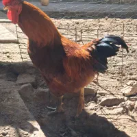 خروس