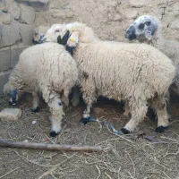 ۷تا بره فروشی