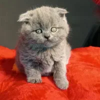 اسکاتیش بلو وارداتی|گربه|تهران, تهرانسر مرکزی|دیوار