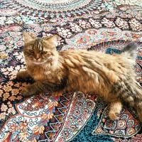 واگذاری گربه برتیش|گربه|زنجان, |دیوار