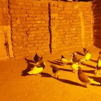 کفتر رنگی پرشی اس|پرنده|گلبهار, شهر جدید گلبهار|دیوار