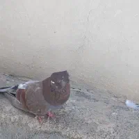کبوتر|پرنده|سمنان, |دیوار