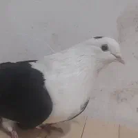 کبوتر دوکت اصفهانی پر کلفت ماده