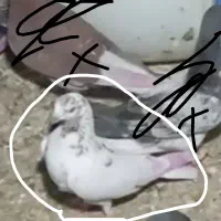 کفتر گم شده